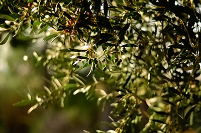 la fresneda teruel 2 aceite de oliva del matarrana